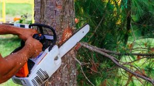 7 Best Arborist Chainsaw Reviews In 2022 [Top Handle]